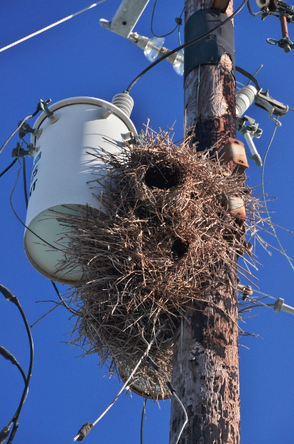 parrot's nest